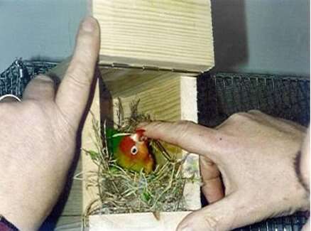 Image of Lilian's Lovebird