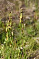 Image of chestnut rush