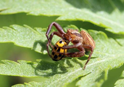 Image of Xysticus ulmi (Hahn 1831)