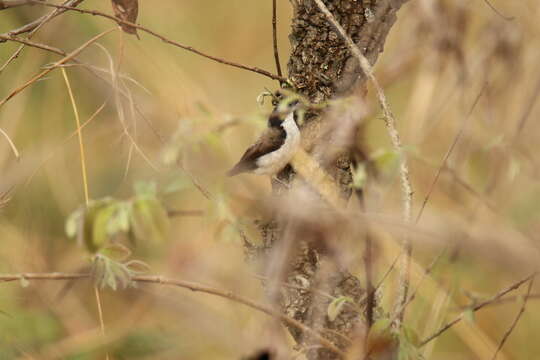 Image of White-breasted Negrofinch