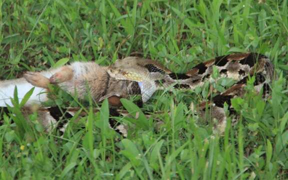 Image of Timber Rattlesnake