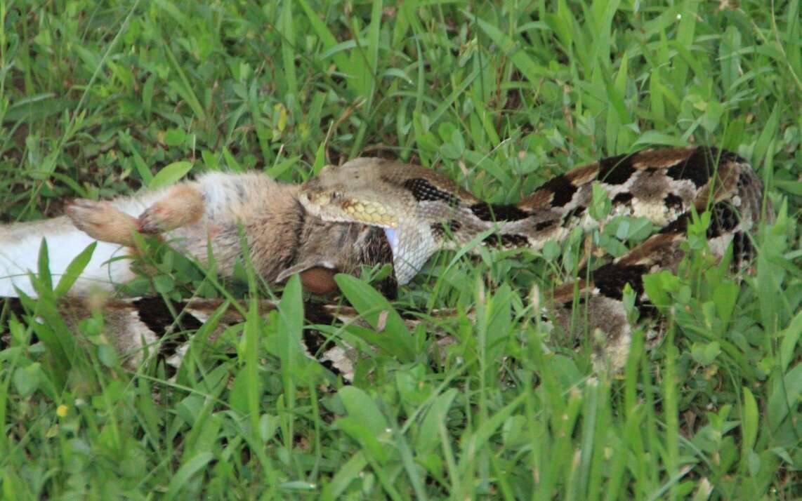 Image of Timber Rattlesnake