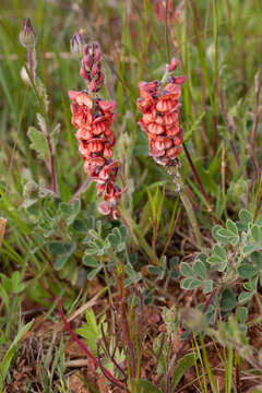 Plancia ëd Indigofera discolor Rydb.