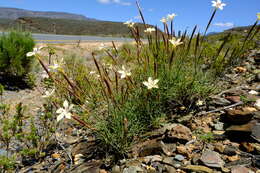 Dianthus caespitosus subsp. caespitosus的圖片