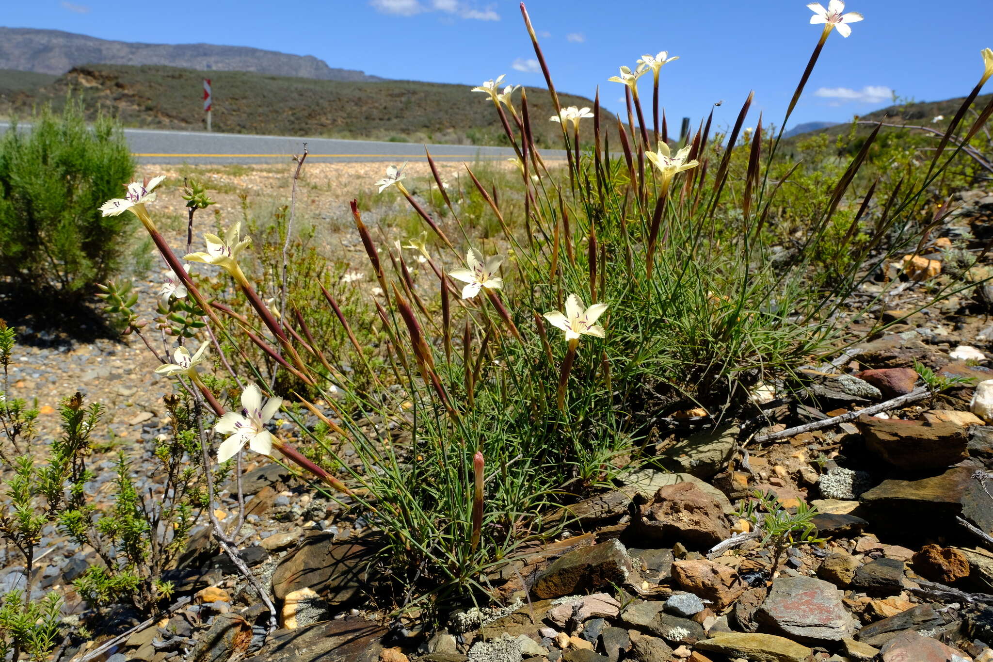 Image of Dianthus caespitosus subsp. caespitosus