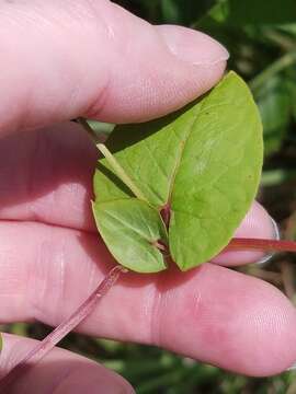 صورة Fallopia scandens var. cristatum (Engelm. & Gray) Gleason