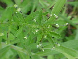 Pombalia parviflora (Mutis ex L. fil.) Paula-Souza resmi