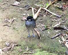 Image of Jocotoco Antpitta