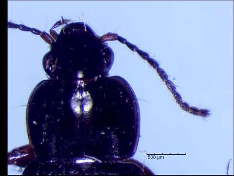 Image of Bradycellus (Triliarthrus) badipennis (Haldeman 1843)