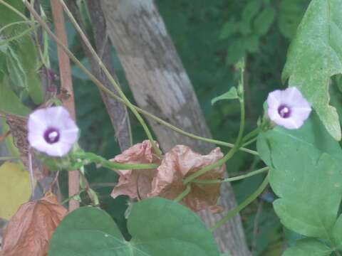 Image de Ipomoea triloba L.