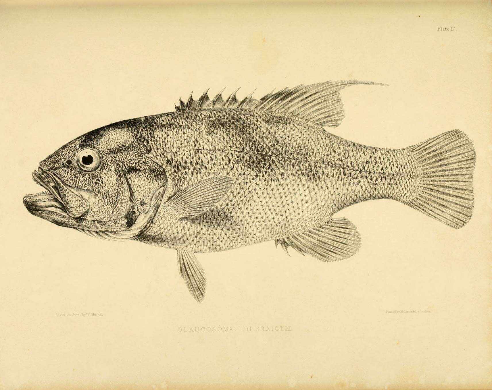 Image of Dhufish