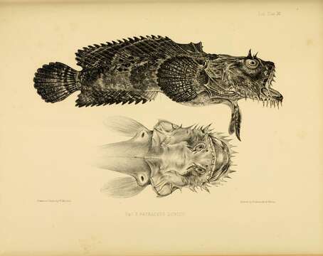 Image of Blotchtail toadfish