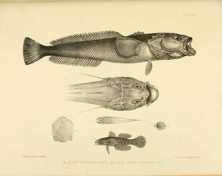 Image of Ornate goby