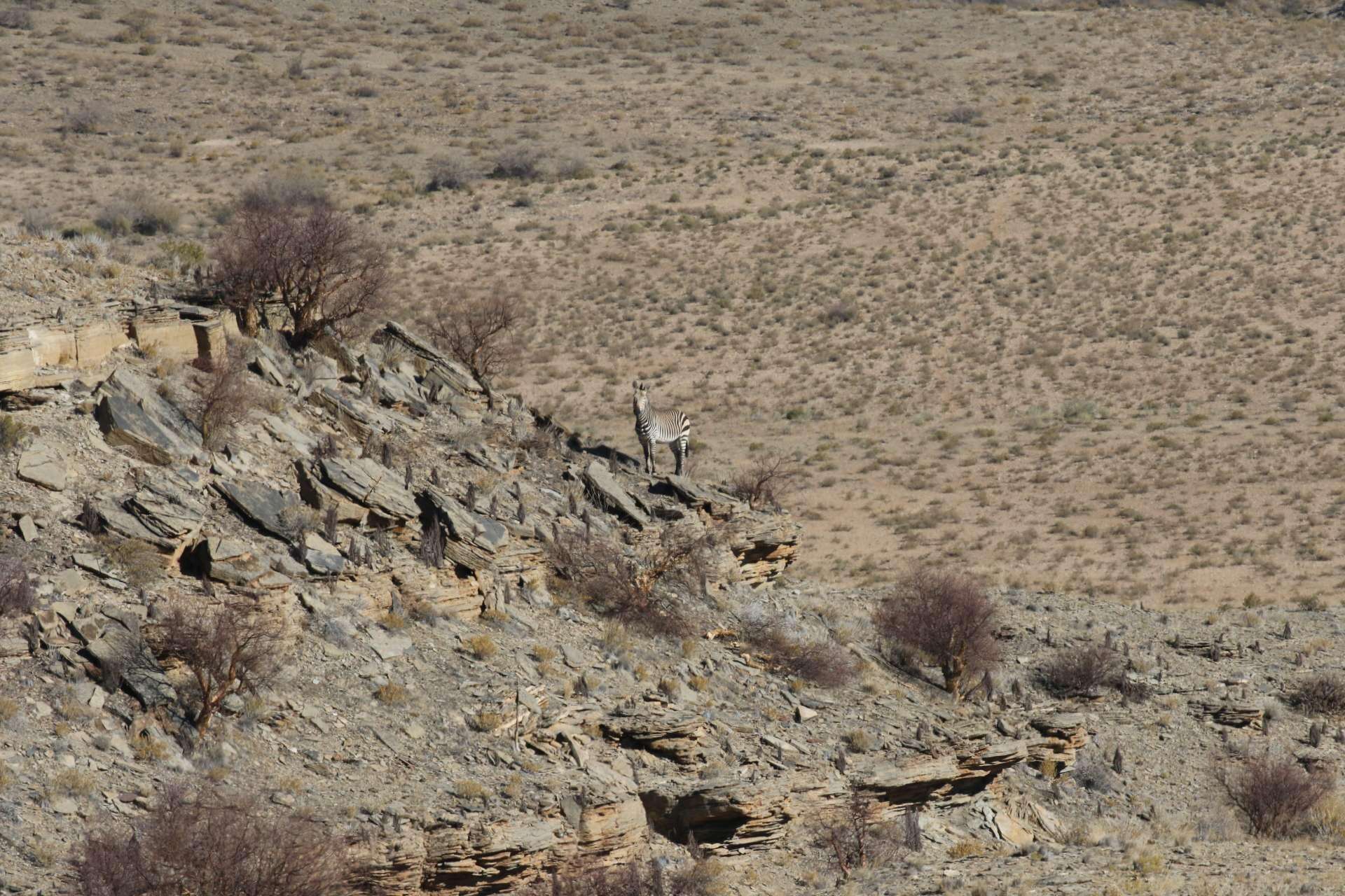 Image of Hartmann's Mountain Zebra