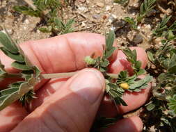 Image of hairy caltrop