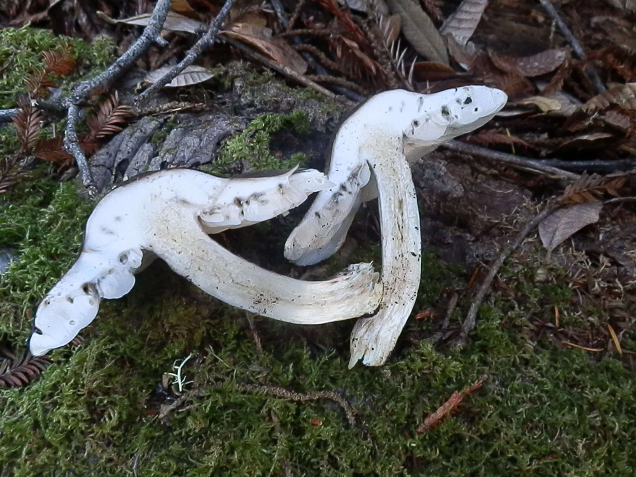 Image of Pluteus pouzarianus Singer 1983