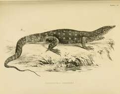 Image of Perentie