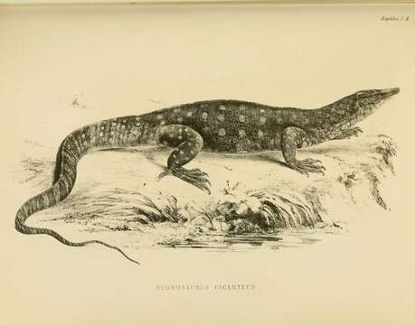 Image of Perentie