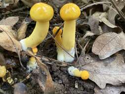 Image of Pulveroboletus curtisii (Berk.) Singer 1947