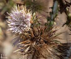 Imagem de Cirsium eatonii var. peckii (L. F. Henderson) D. J. Keil