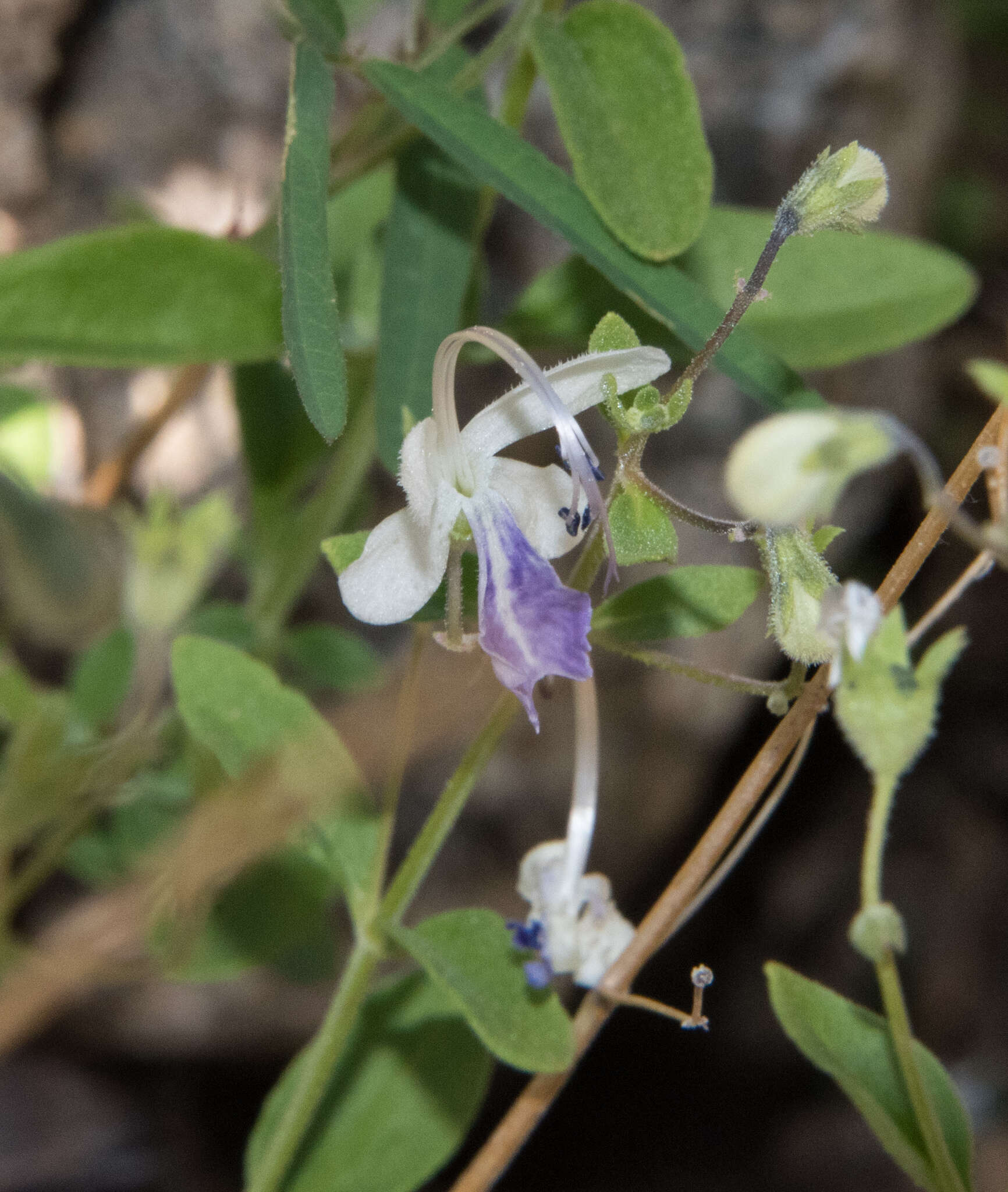 Sivun Trichostema arizonicum A. Gray kuva