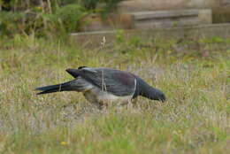 Image of Chatham Island pigeon