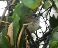 Image of Brown Gerygone