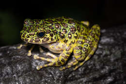 Image of Odorrana splendida Kuramoto, Satou, Oumi, Kurabayashi & Sumida 2011