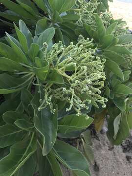 Image of Heliotropium arboreum (Blanco) Mabb.