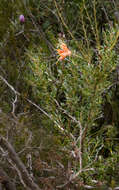 Sivun Lambertia inermis R. Br. kuva