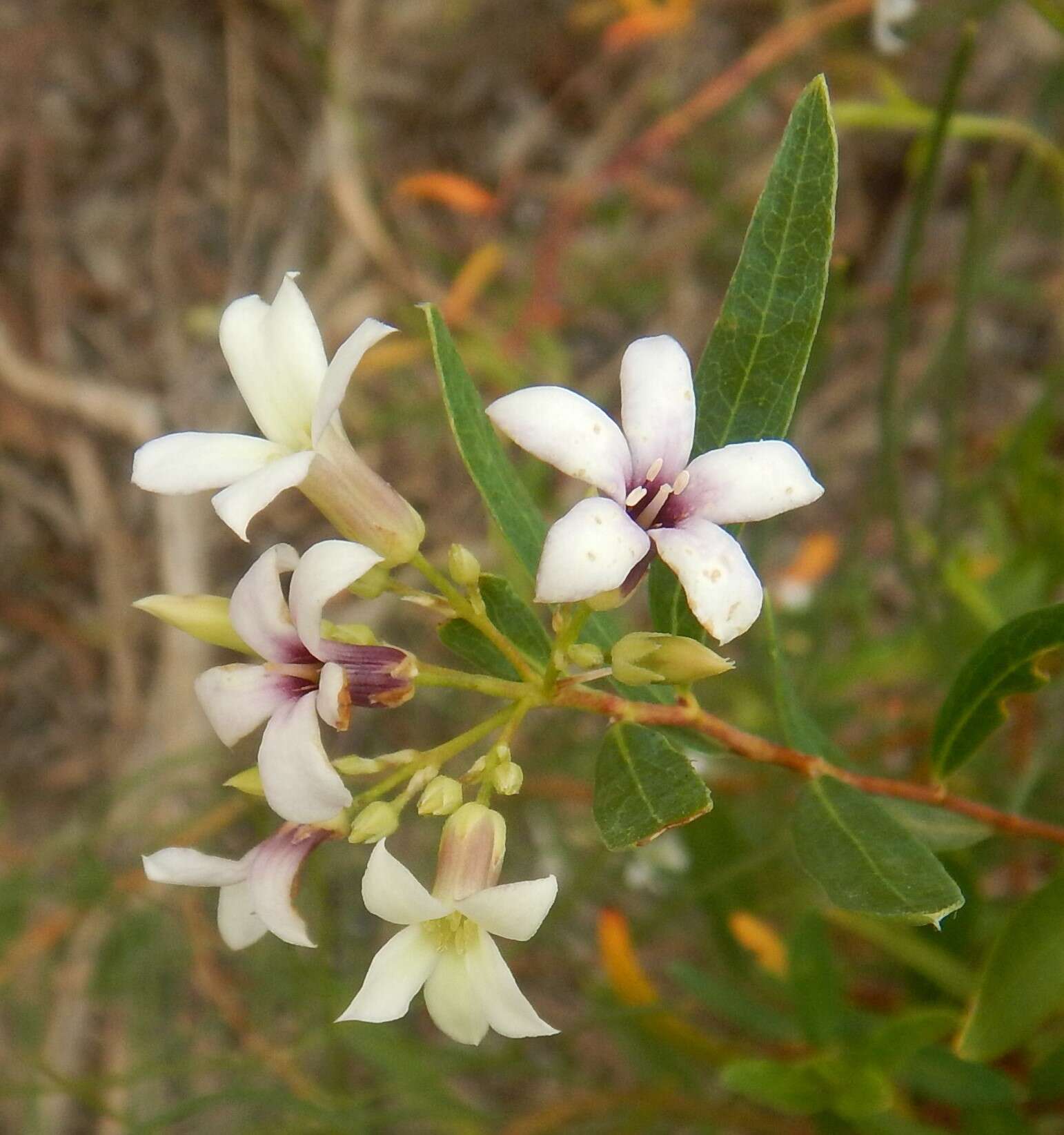 Imagem de Billardiera cymosa F. Müll.