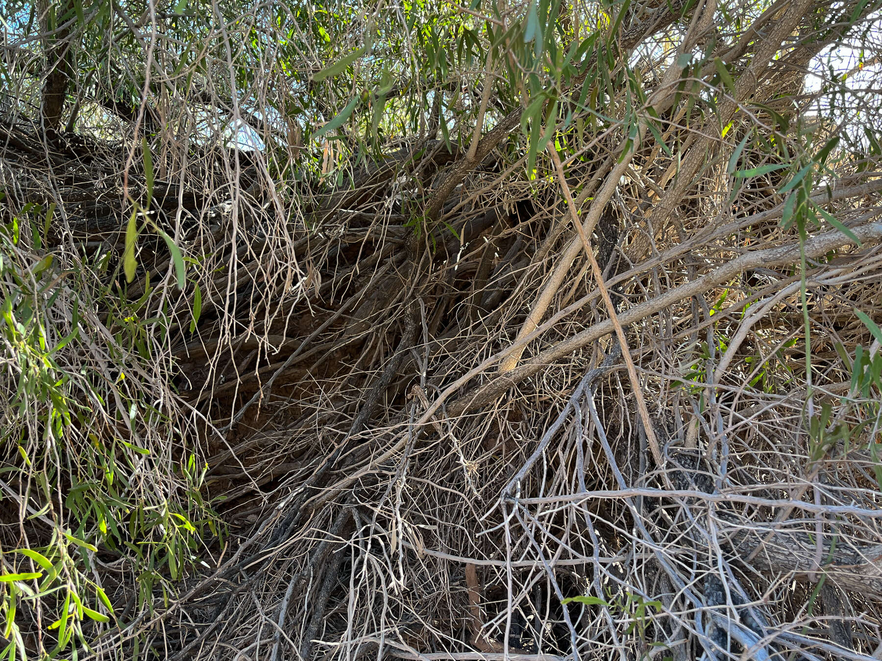 Image of Gymnosporia linearis subsp. lanceolata (E. Mey. ex Sond.) Jordaan