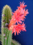 Image of Cleistocactus samaipatanus (Cárdenas) D. R. Hunt