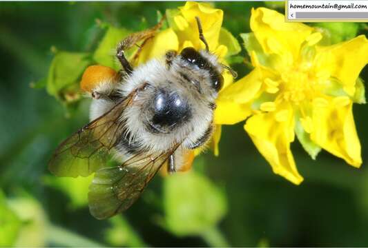 Image of Bombus picipes Richards 1934