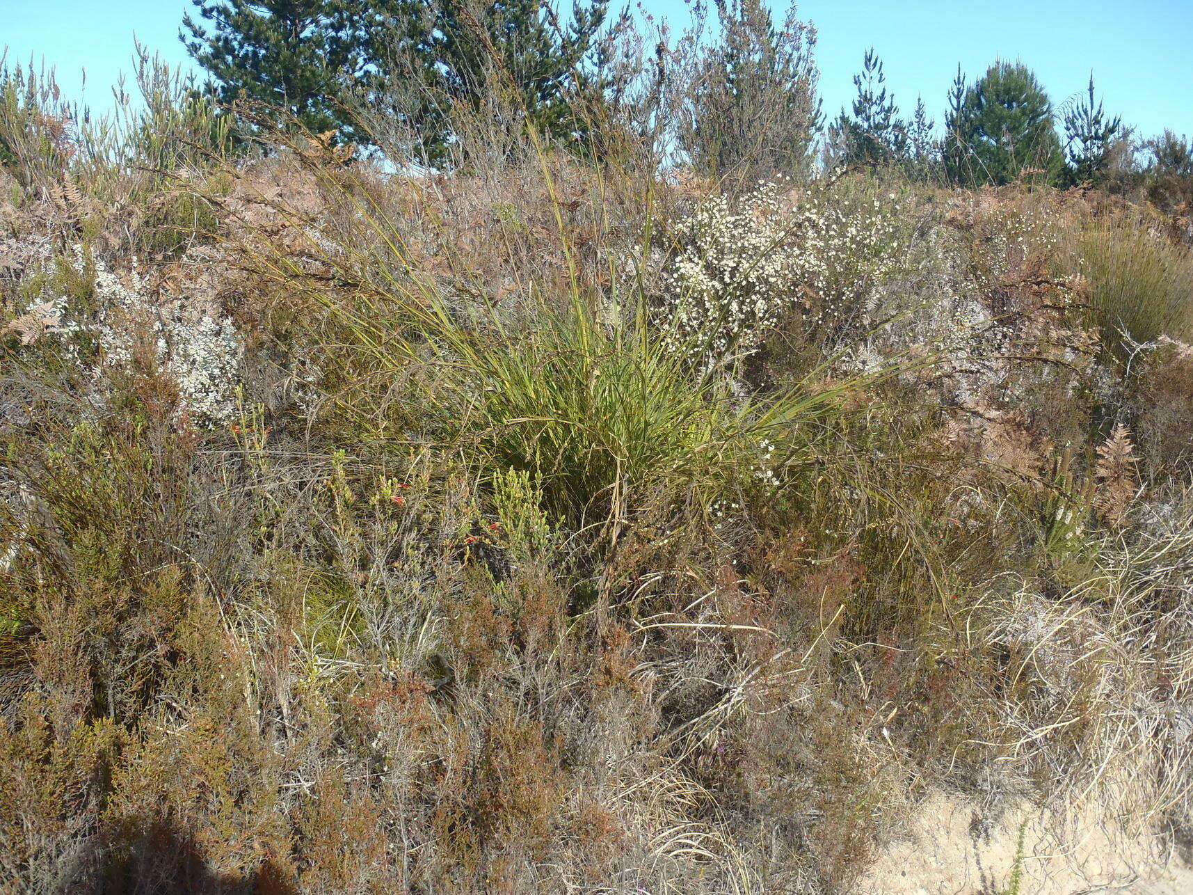 Image of Tetraria involucrata (Rottb.) C. B. Clarke