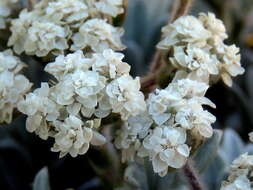 Petalacte coronata (L.) D. Don resmi