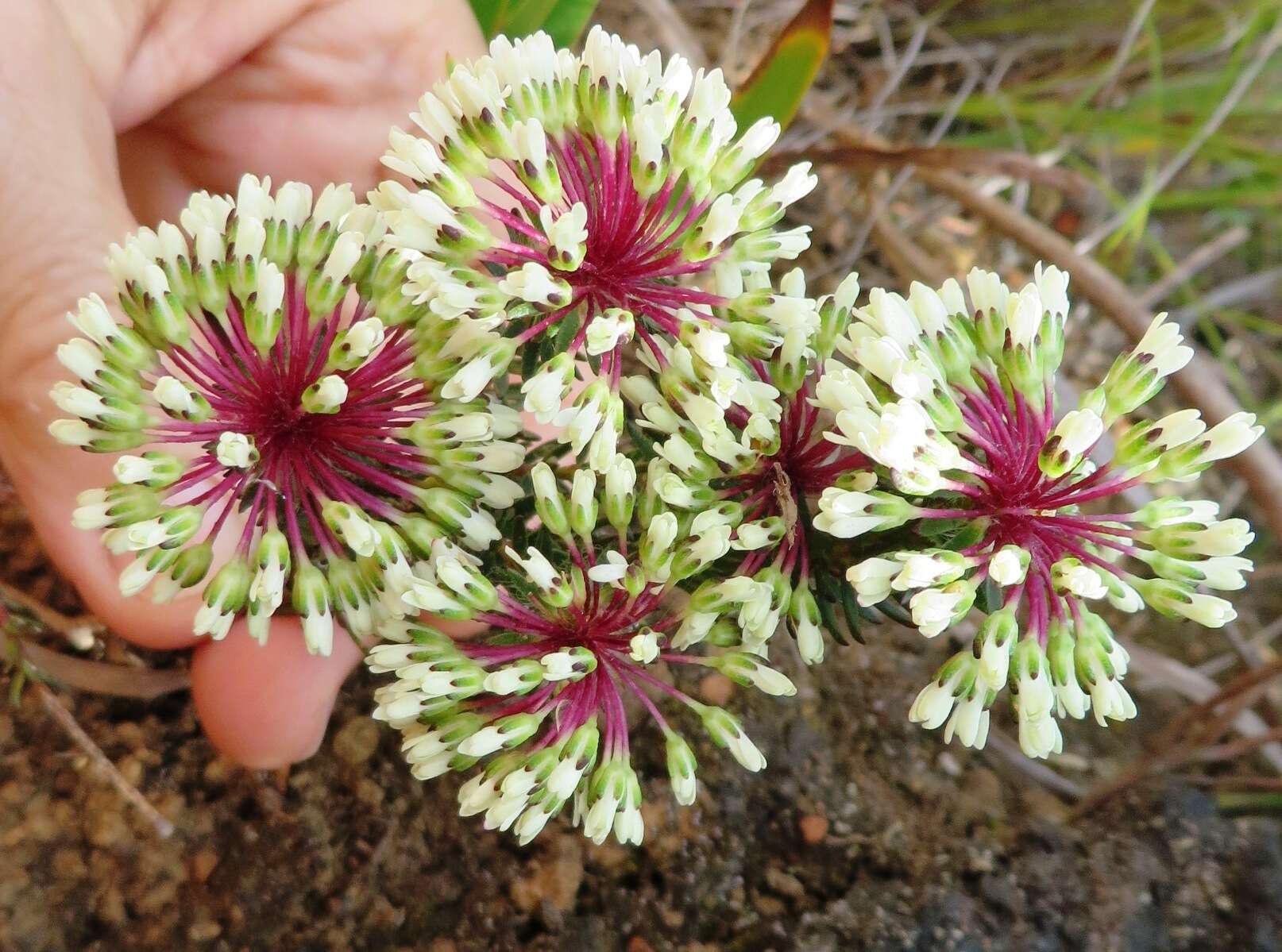 Image of Agathosma bifida (Jacq.) Bartl. & Wendl. fil.