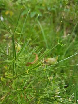 Imagem de Genista radiata (L.) Scop.