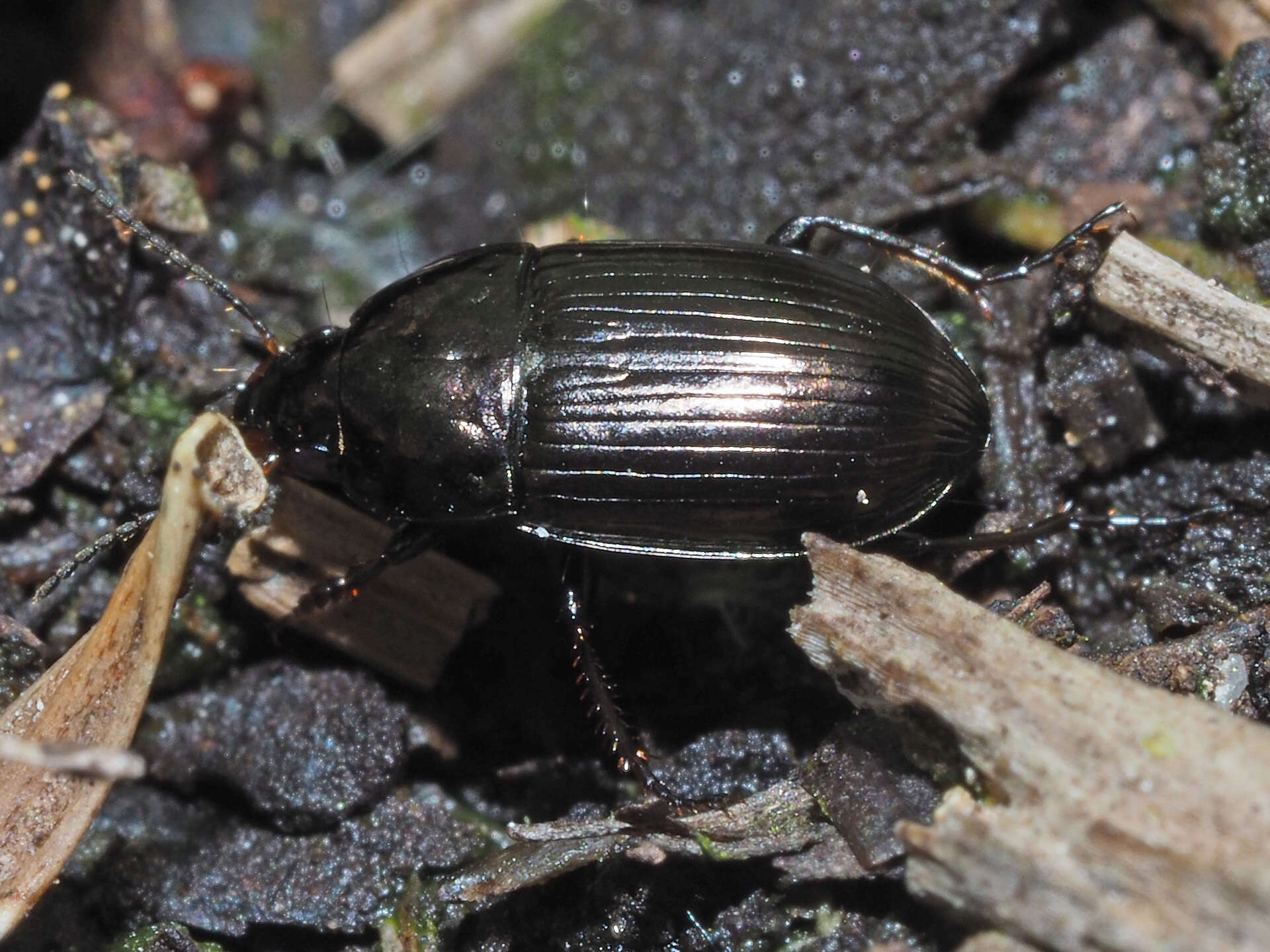 Image de Amara (Amara) lunicollis Schiödte 1837