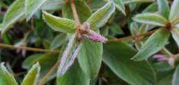 Image of Terminalia fagifolia Mart.