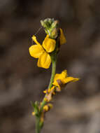 Image of Goodenia bellidifolia subsp. bellidifolia