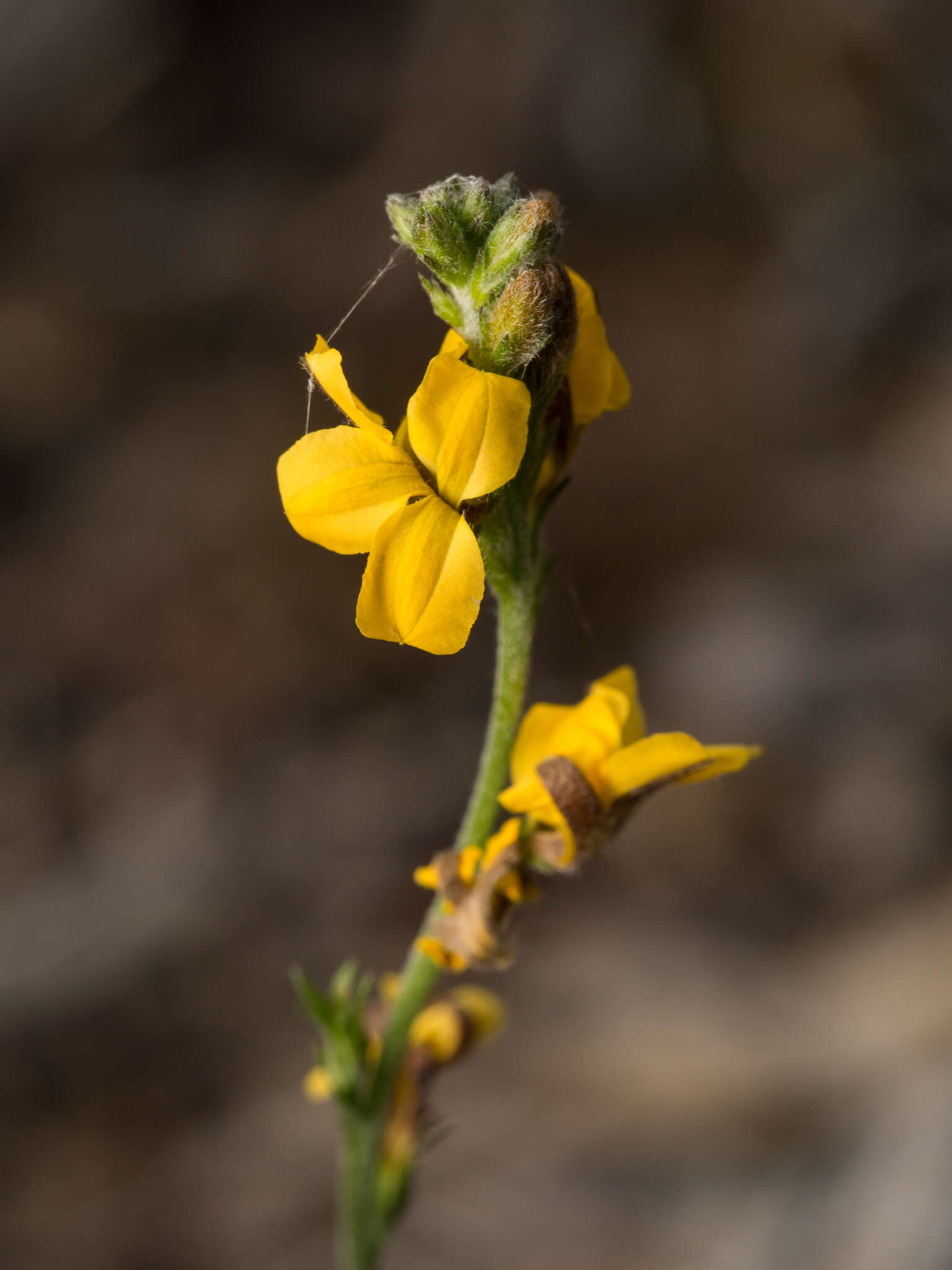 Image of Goodenia bellidifolia subsp. bellidifolia