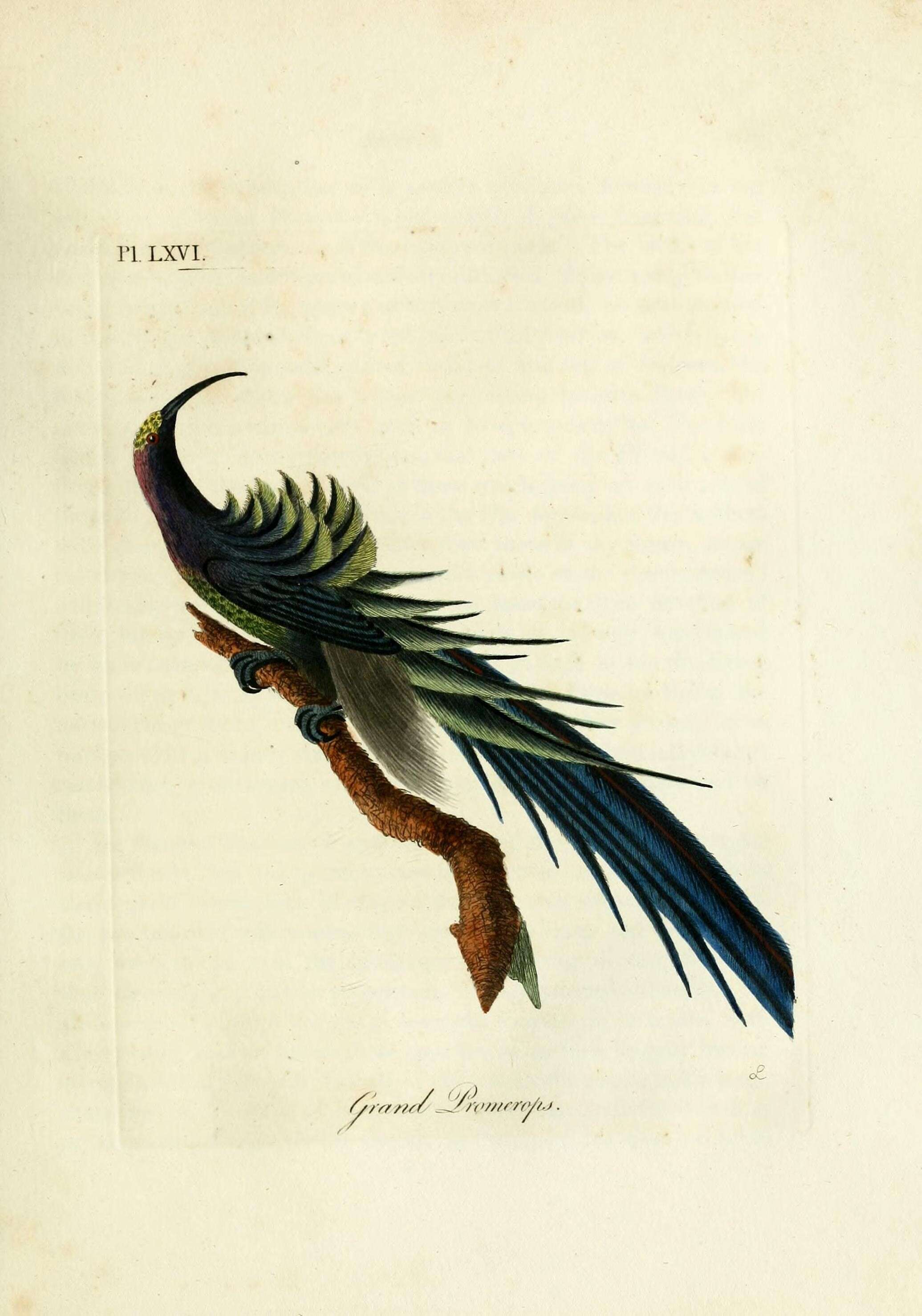 Image of Epimachus Cuvier 1816