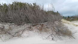 Imagem de Acacia longifolia subsp. sophorae (Labill.) Court