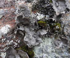 Image of Nylander's navel lichen