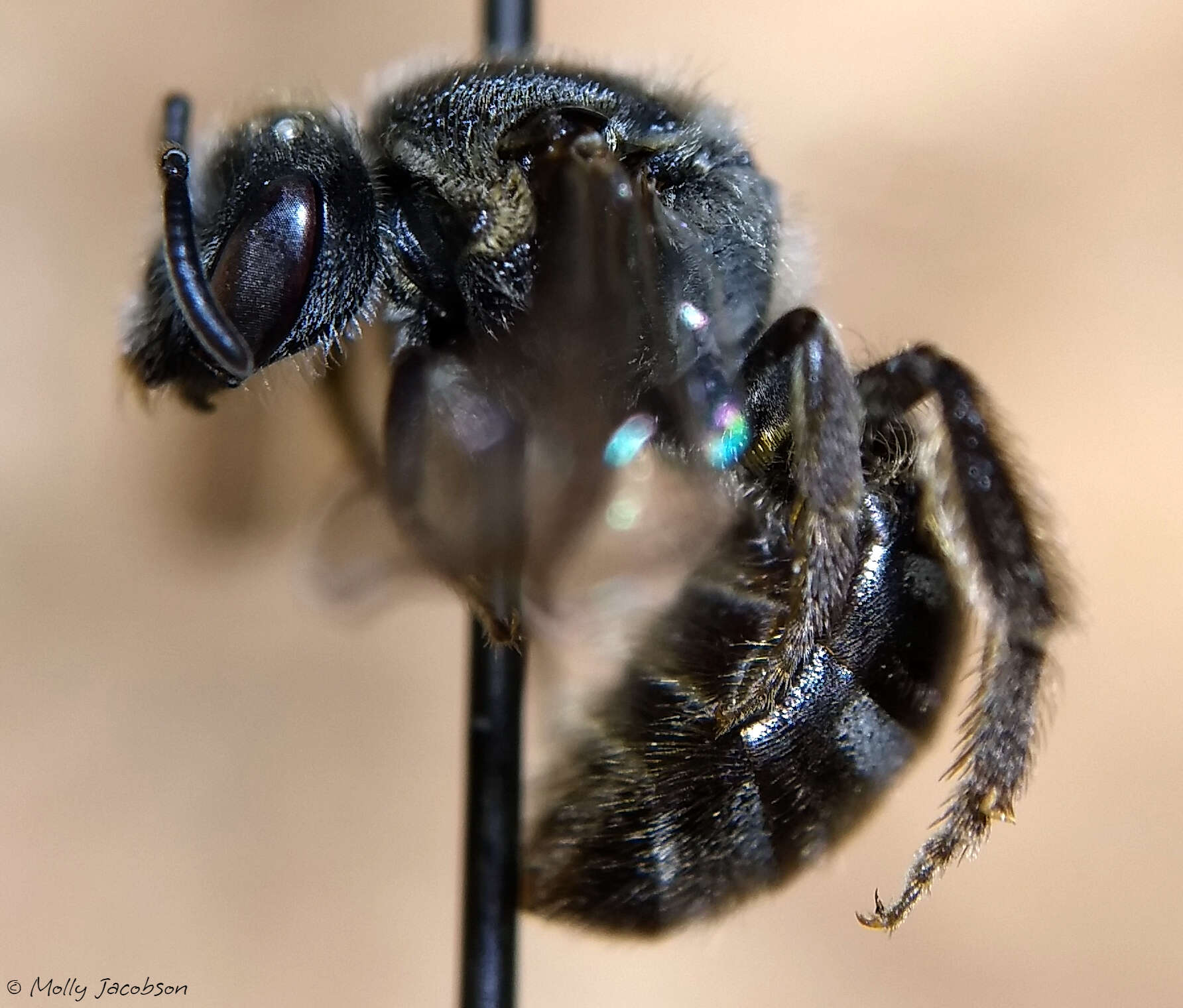 Plancia ëd Lasioglossum nelumbonis (Robertson 1890)