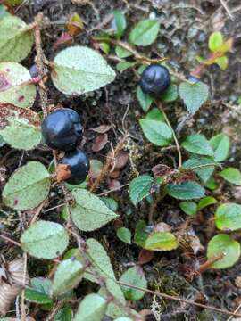 Image de Gaultheria nummularioides D. Don