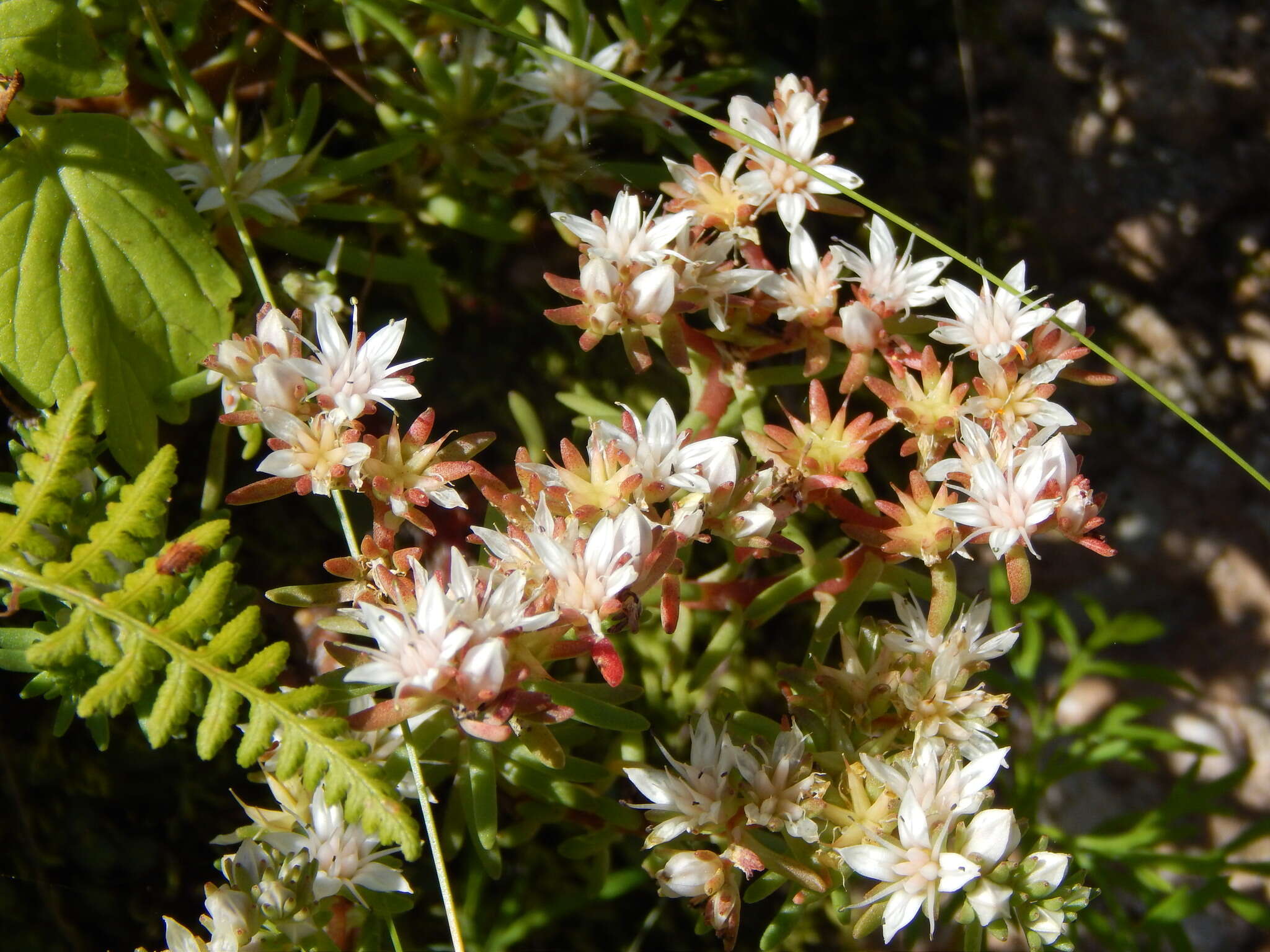 Image of Huachuca Mountain stonecrop