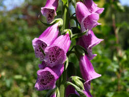 Imagem de Digitalis purpurea L.