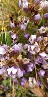 Image of Gentianella ramosa (Hegetschw.) J. Holub